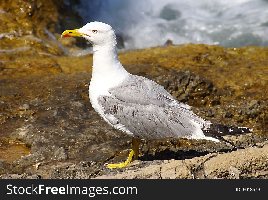 On a photo closeup seagull