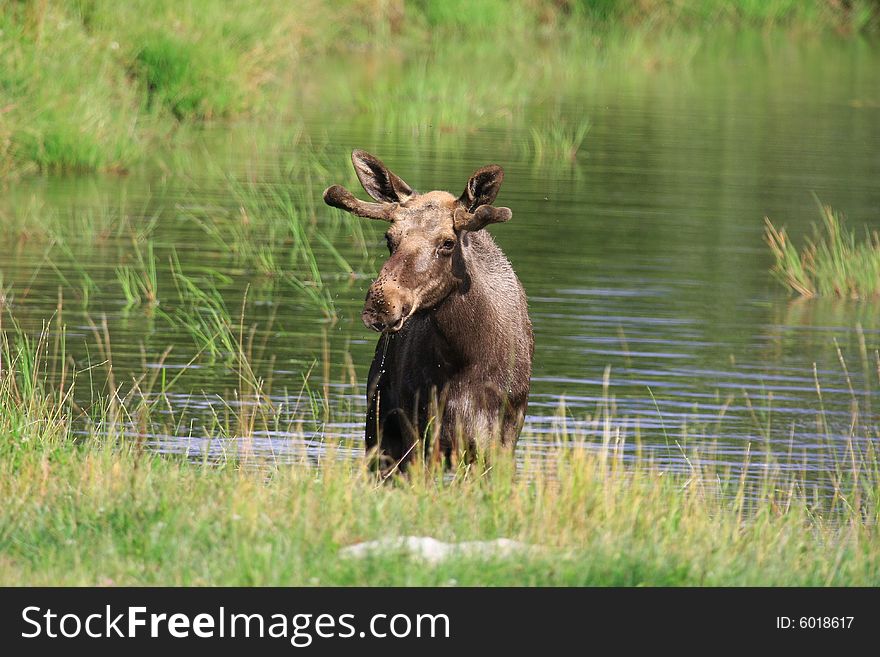 Moose (elk) - Alces alces, in the north of Sweden