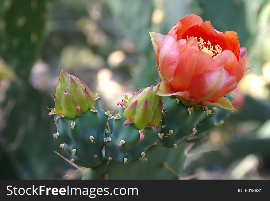 On a photo closeup blossoming cactus