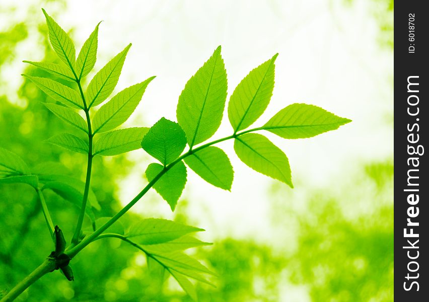Branch of fresh green leaves with copy space. Branch of fresh green leaves with copy space