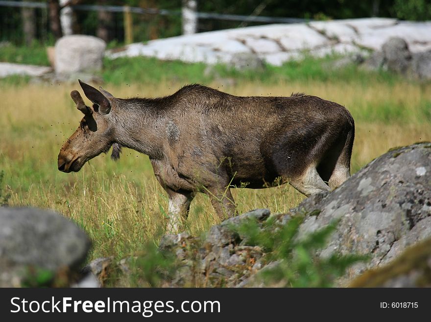 Moose (elk) - Alces alces, in the north of Sweden