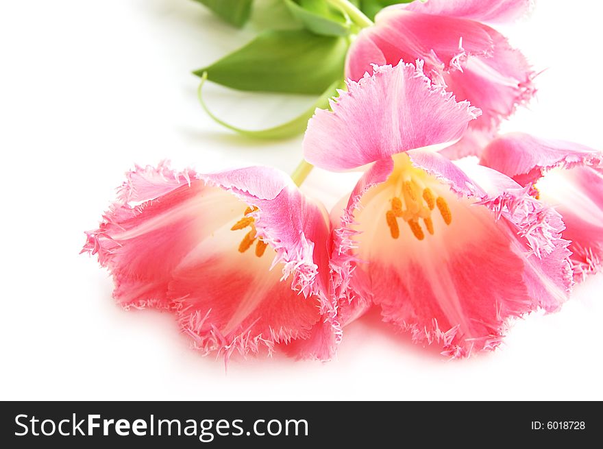 Pink tulips on icolated white