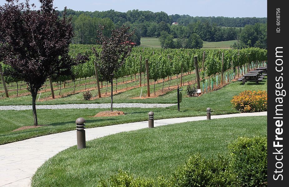 A winding curving pathway through a vineyard. A winding curving pathway through a vineyard