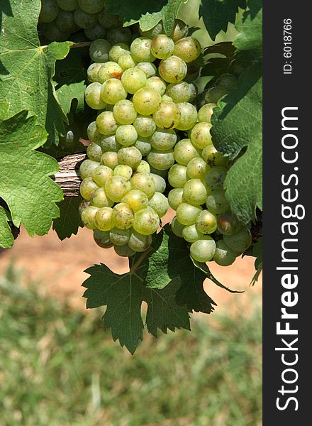 Green wine grapes hanging on the vine. Green wine grapes hanging on the vine