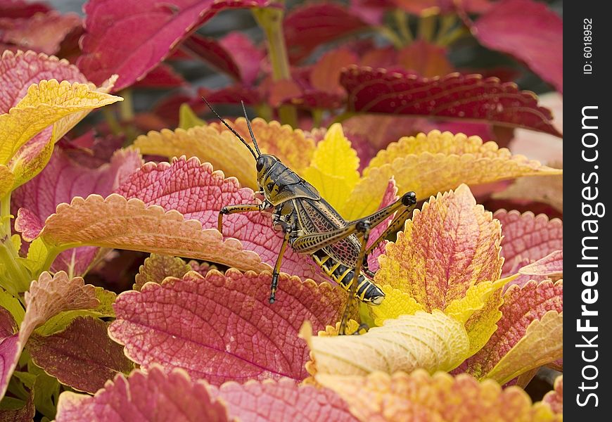 A close-up of a large grasshopper on the colorful coleus plant leaves. A close-up of a large grasshopper on the colorful coleus plant leaves.