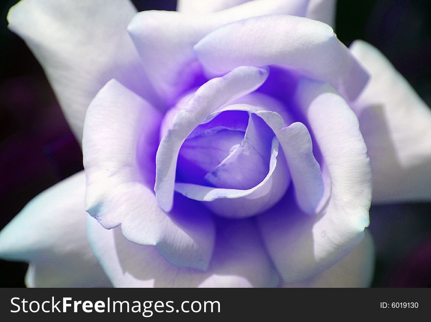 Purple Rose