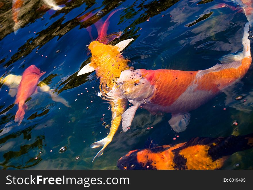 Colorful carp in a small garden pool seeking food