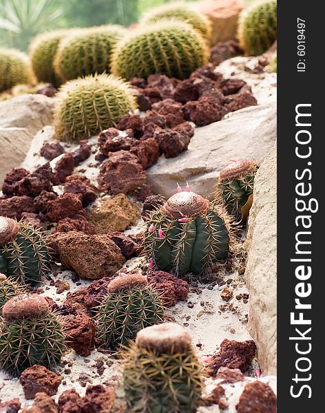 Barrel Cactus with sand and stones around in wild Mexico desert