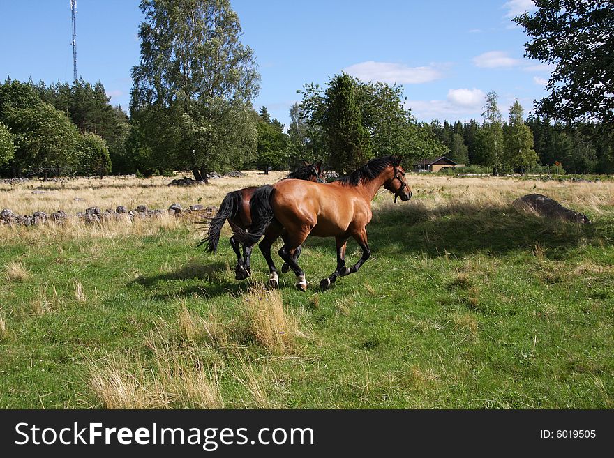 Horses in the swedish nature