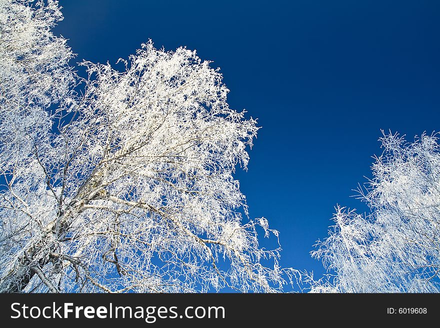 Winter birches covered by hoarfrost