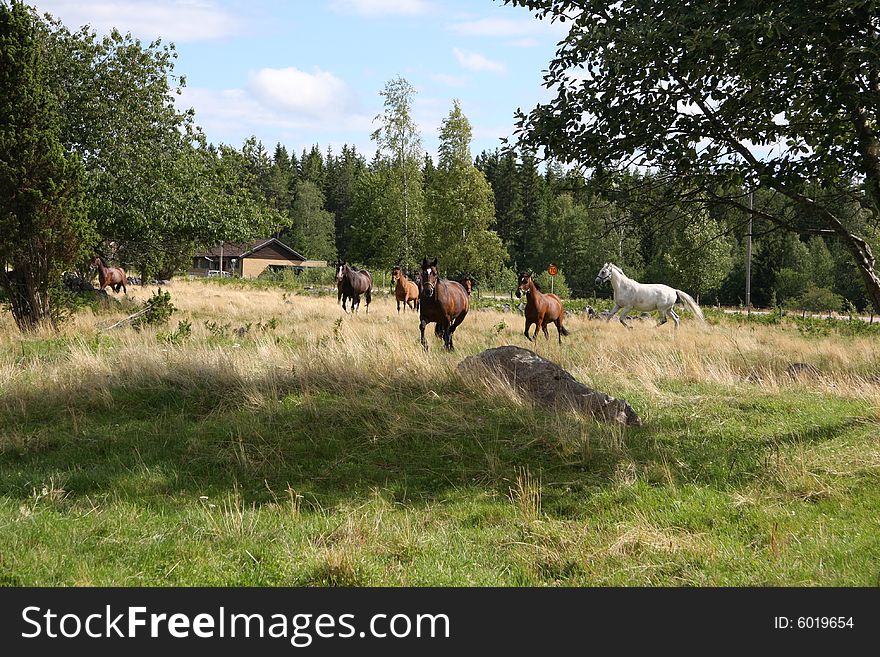 Horses in the swedish nature