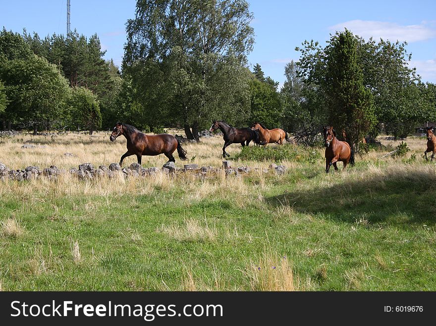 Horses in the swedish nature