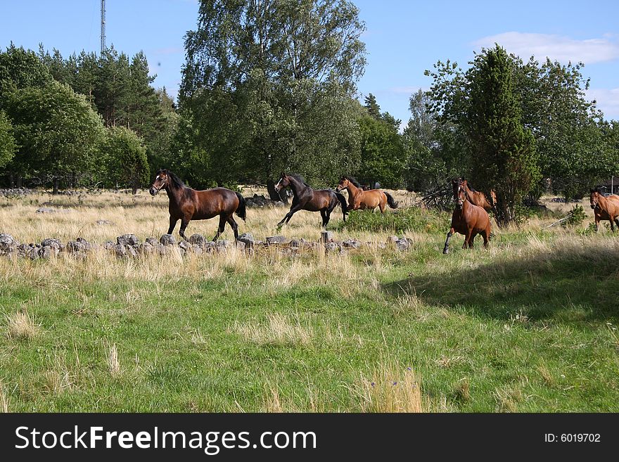 Horses in the swedish nature