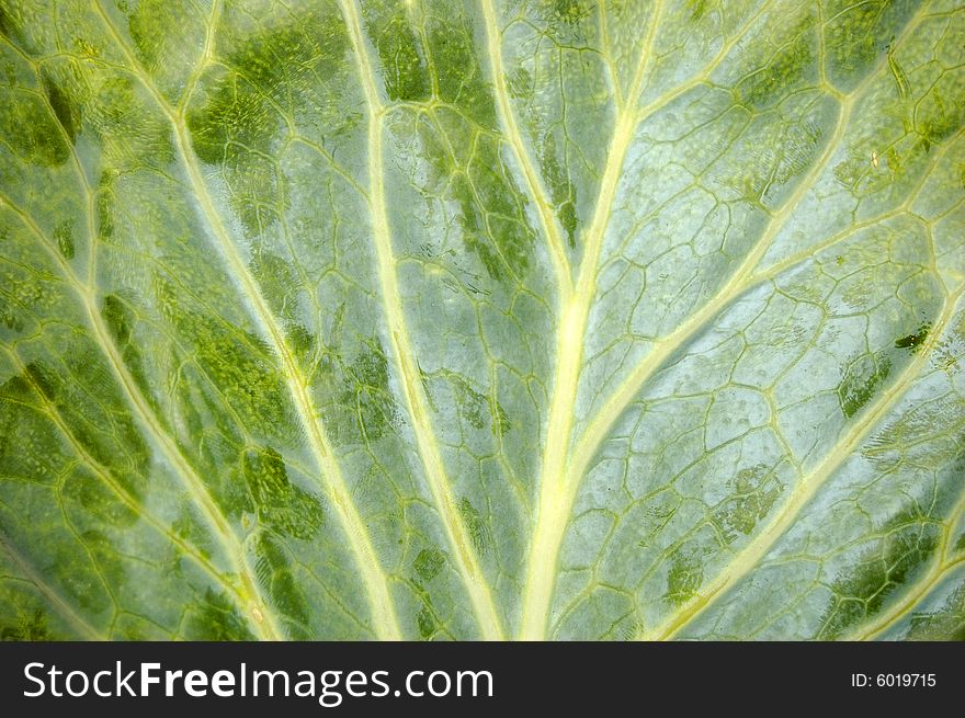 Green cabbage leaf close up