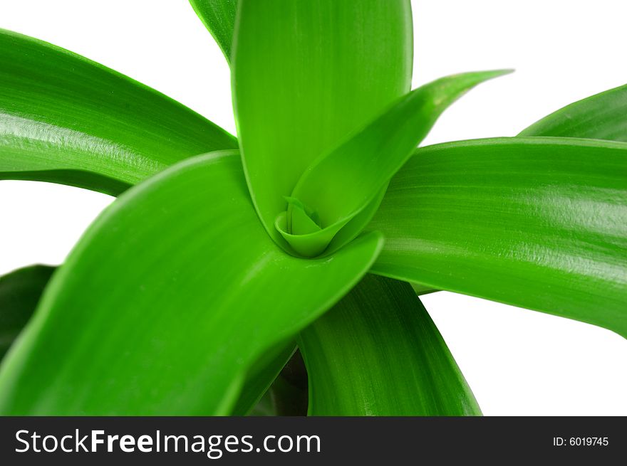 Green plant close up isolated on a white background