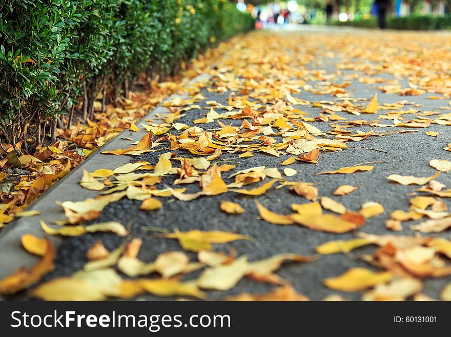 Fall on the road with dead leaves