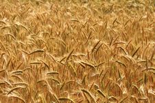 Free Wheat Stock Photo - 6021830