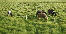 Horses In The Countryside Stock Images