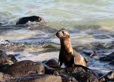 Baby Sea Lion Stock Images