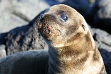 Young Sea Lion Royalty Free Stock Photography