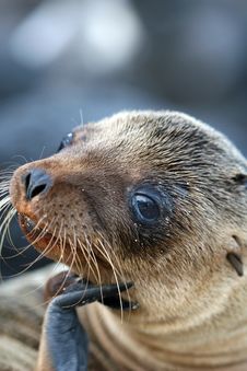 Sea Lion Close Up Stock Photography