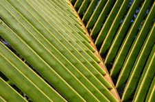 Closeup Of A Palm Frond Stock Photography