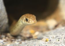 Snake Royalty Free Stock Photo Snake Royalty Free Stock Photo