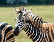 Zebra Stock Photography