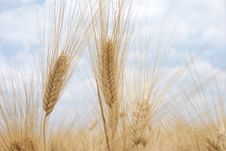 Wheat Ears Royalty Free Stock Images Wheat Ears Royalty Free Stock Images