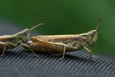 Grasshoppers Royalty Free Stock Image Grasshoppers Royalty Free Stock Image
