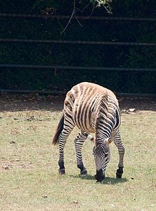 Zebra Stock Photography