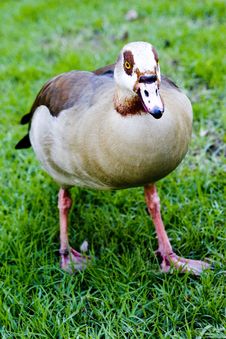 A Goose Royalty Free Stock Photo A Goose Royalty Free Stock Photo