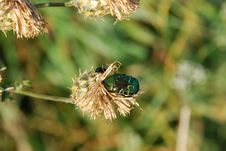 Bug Royalty Free Stock Image Bug Royalty Free Stock Image