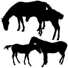 Horses Silhouettes Stock Photos