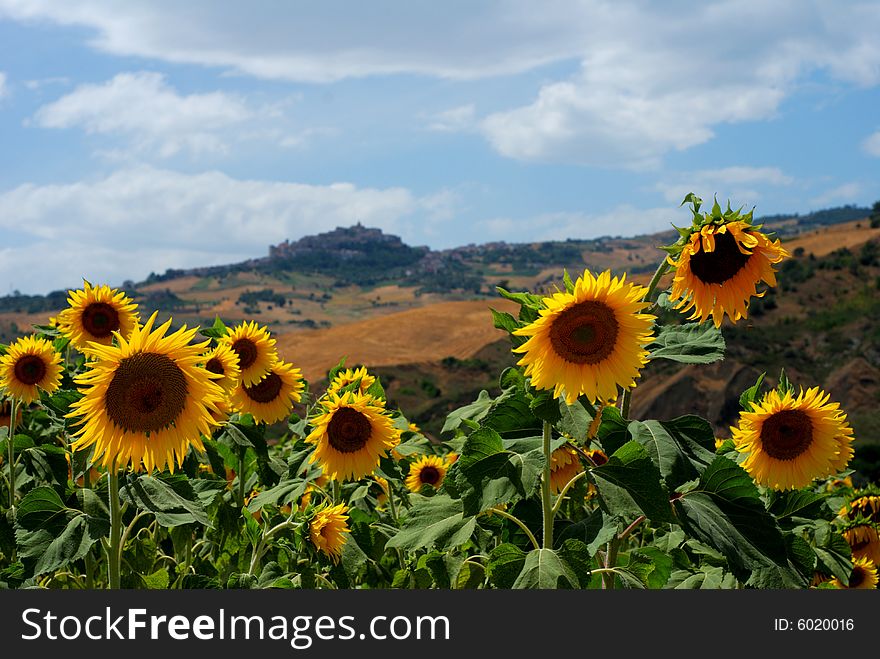 Group of sunflowers in a field with little village in background. Group of sunflowers in a field with little village in background