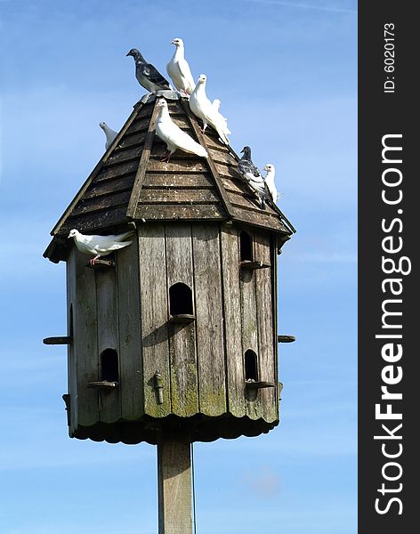 A wooden Dovecot with perched Doves