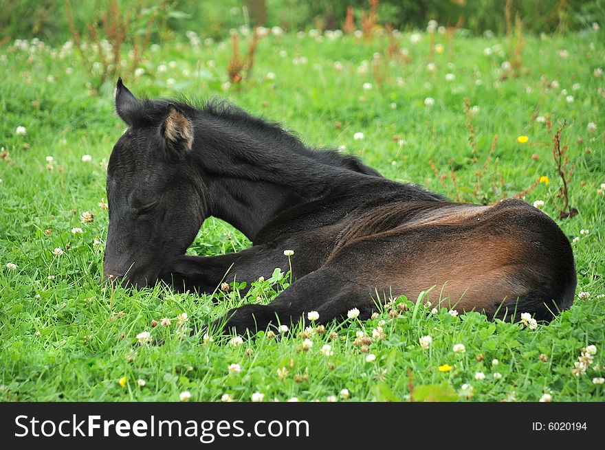 A one day old foal lying down in field of clover