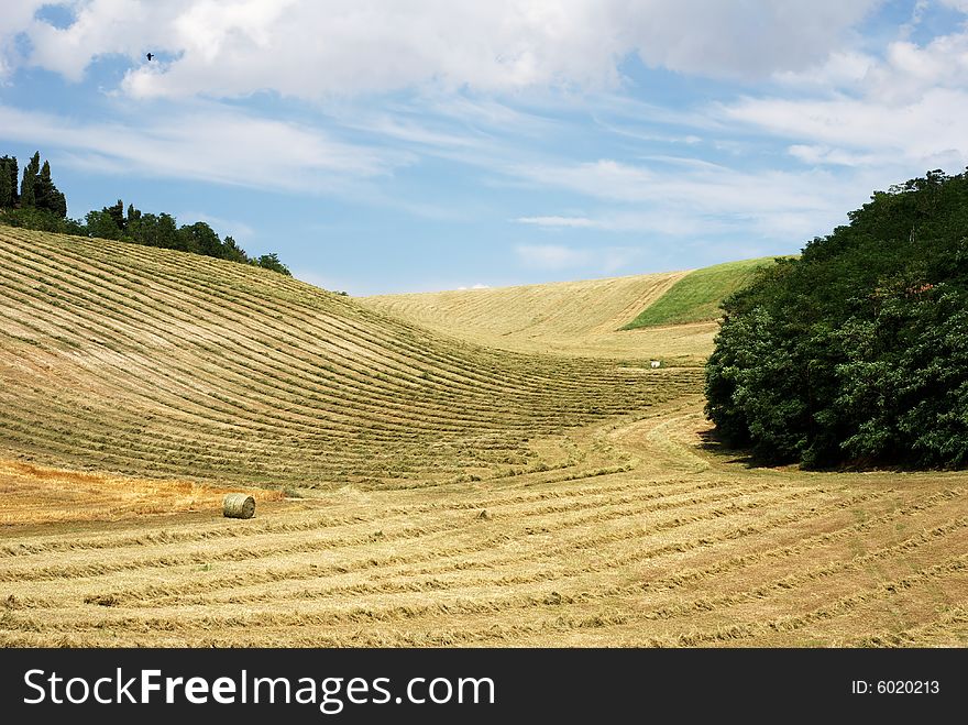 Texture of hay and straw in lines