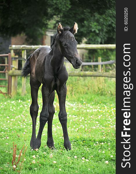 A one day old foal standing in paddock. A one day old foal standing in paddock