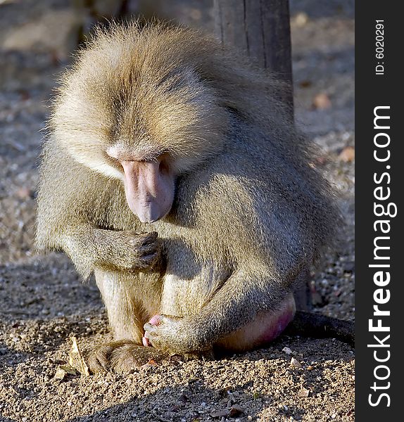 Portrait of busy baboon male. Portrait of busy baboon male
