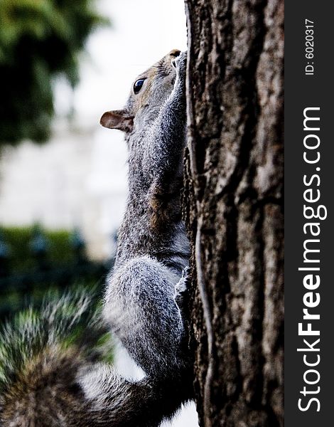 Cute Gray Squirrel climbing on a tree