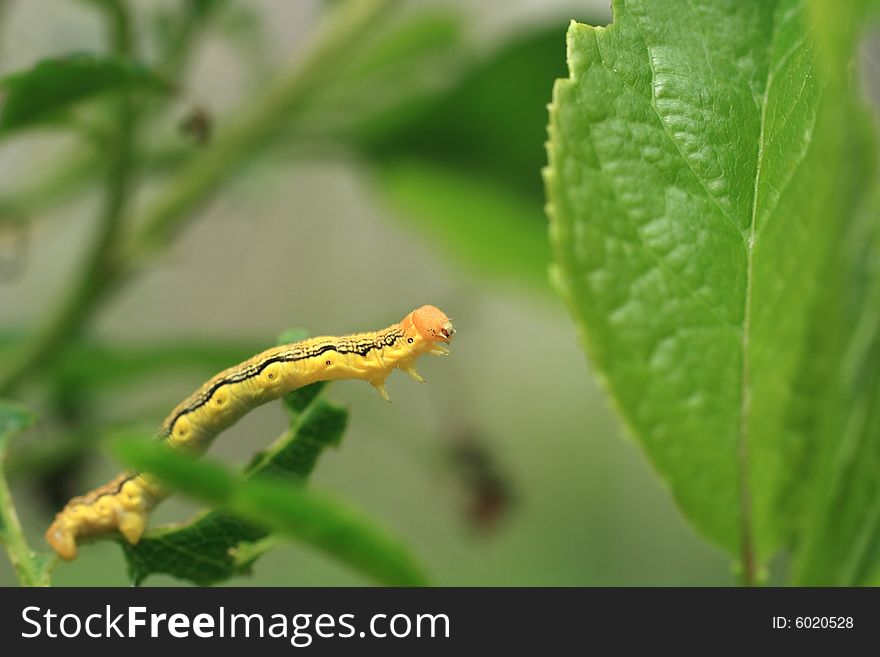 A small yellow Caterpillar stretching out for its next meal. A small yellow Caterpillar stretching out for its next meal