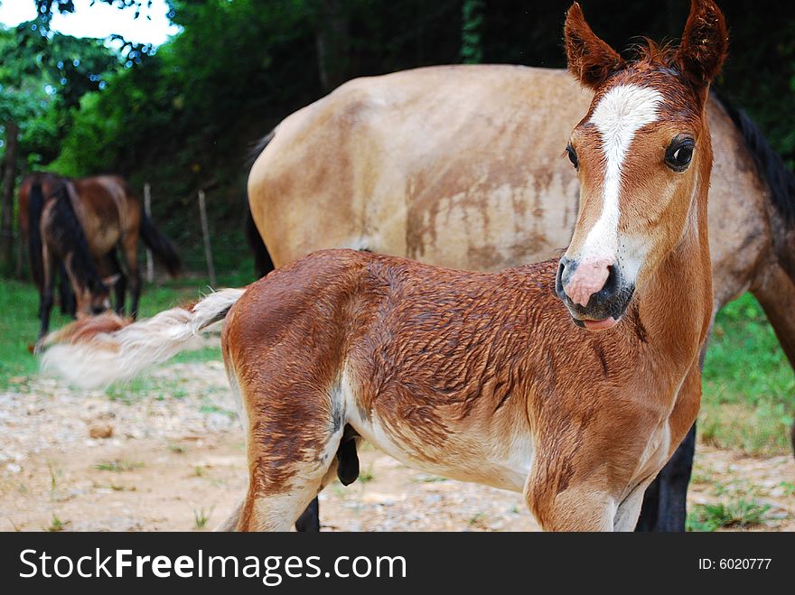 Little Horse just borne near his mother