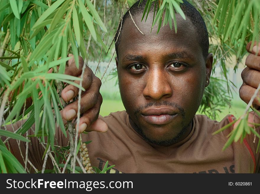 Headshot of a male among tree branches. Headshot of a male among tree branches.