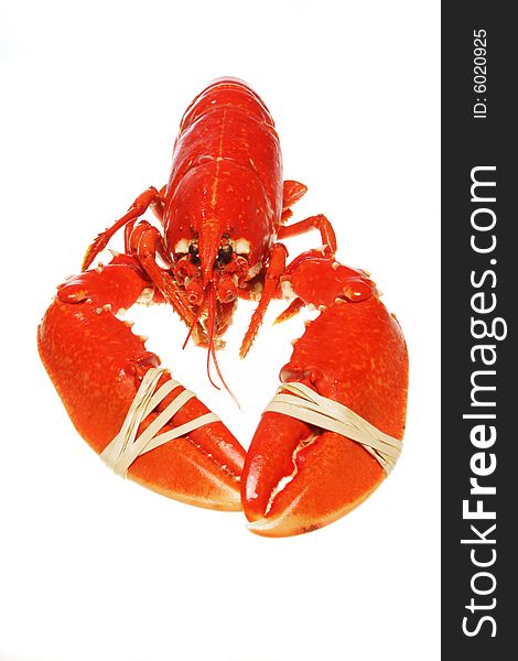 Lobster with banded claws isolated on white