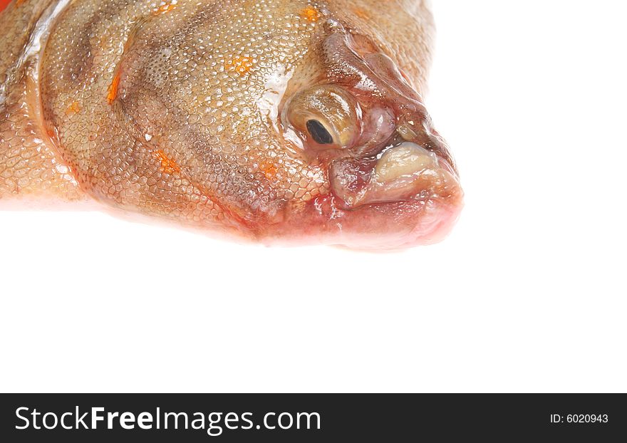 Closeup of plaice fishes head. Closeup of plaice fishes head