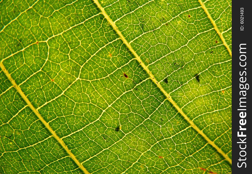 Macro photo of a nut leaf.