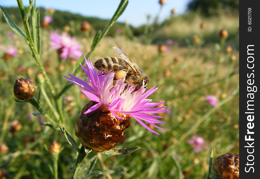 Bee is working on a violet flower field. Bee is working on a violet flower field.