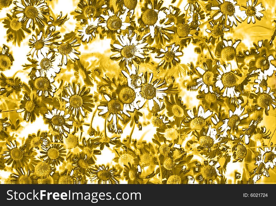 Floral camomile background with many flowers