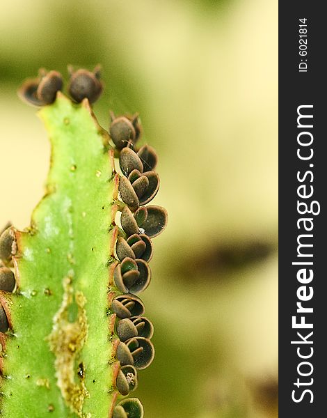 Partial sight of the leaf of a succulent type cactus plant. Partial sight of the leaf of a succulent type cactus plant.